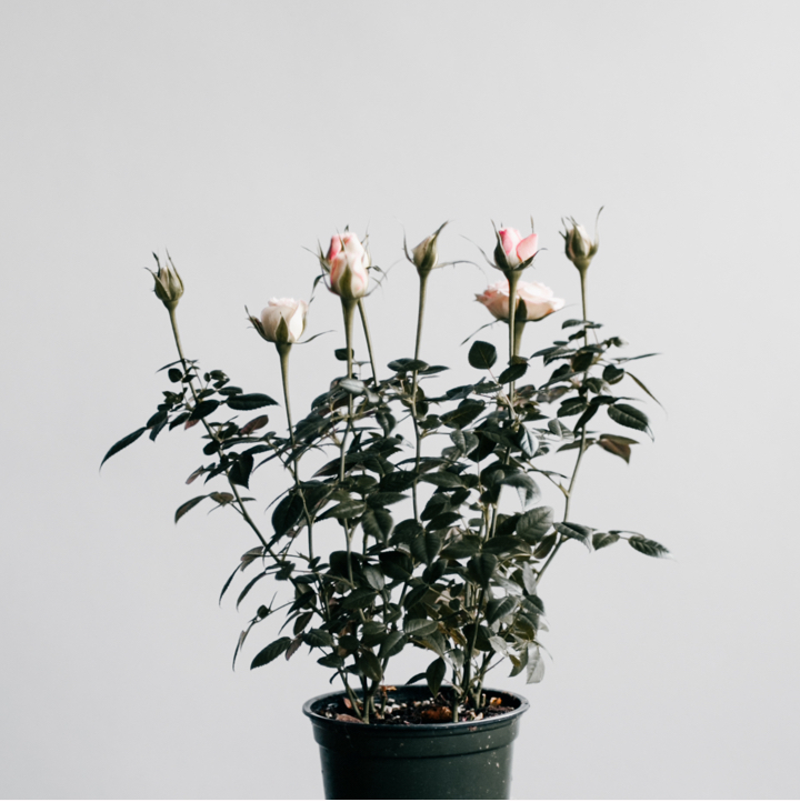 Wild Edible and Herbal Plants
