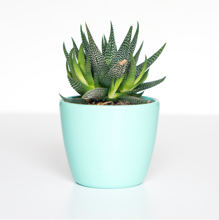 GROVIO - Your Personal Plant Assistant